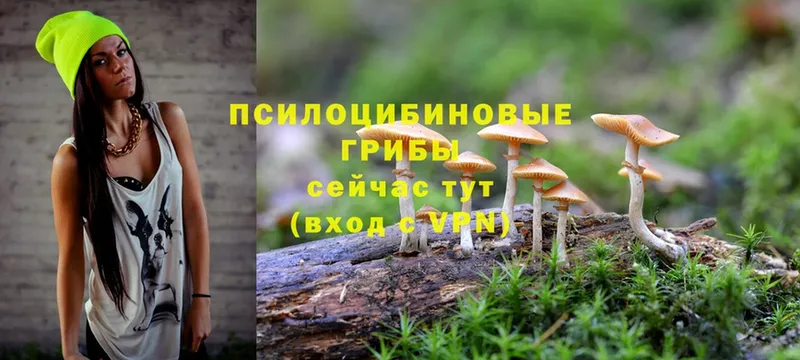 Галлюциногенные грибы Psilocybe  где купить наркотик  Кыштым 